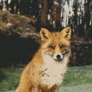 붉은 여우 PC 이미지