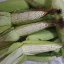 대학찰옥수수 이미지