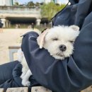 강아지 신장병 증상 구분법 (급성신부전/만성신부전)