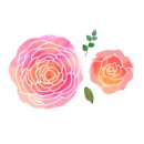 미보사