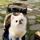 참나무집 | 내돈내산 남양주 화도 맛집 애견동반 고기집 북한강참나무바베큐 솔직후기