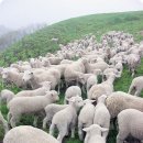 자장목장 이미지