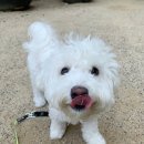 조이 애견 유치원 이미지