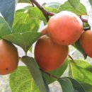 북일농장 이미지