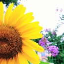 삼주1공인중개사사무소 이미지