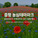 증평군 농업기술센터 | 2025 증평 농심테마파크 꽃양귀비와 수레국화 힐링 명소 무료개방