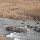 버드나루로 이미지