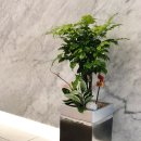 호야성형외과의원 이미지