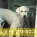 더조은 동물의료센터 이미지