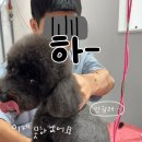 댕그랑댕 이미지