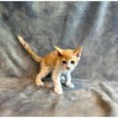 도그마루 동물병원 이미지