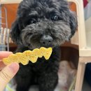 강아지 덴탈껌 추천 에스클래스펫 치석 제거 눈앤 관절앤 솔직 후기