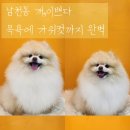 둘리애견미용샵 | 남천동 개,이쁘다 부산애견미용샵 꾸준히 다니는 후기~~