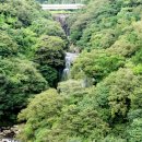 제주 천제연 난대림 이미지