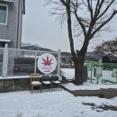 단풍도넛 | [내돈내산] 올 겨울 강원도 철원 여행 간식 추천 🍩 단풍도넛 테이크아웃 후기🍁