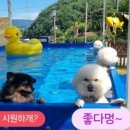 해피데이해피독