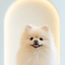 퍼피라떼 이미지