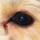 뽀송강아지 이미지