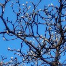 봄의 전령, 매화와 백목련에 꽃망울(대구 두류공원) 이미지