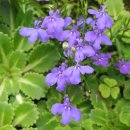 로벨리아(lobelia) 이미지
