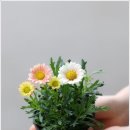 애프리코트(APRICOT) 이미지