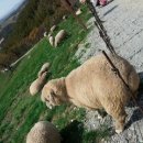 나영목장 이미지