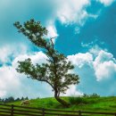 삼형제목장 이미지