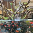 GR(담양군)-[담순로]-하-1 | 담양 카페 <더하루> 수족관 조명쇼 솔직후기 광주 근교 가볼만한 곳 애견동반 주차