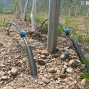 관수야관수 이미지