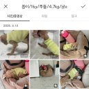 위드펫홈 이미지