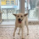 수진애견미용 이미지