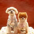 퍼스트 동물메디컬 센터 이미지