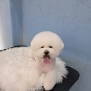 LIKE FRISE 이미지