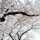 4월6일(토) 여의도 벚꽃 & 샛강습지 트레킹 이미지
