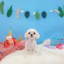 그루밍_light 이미지