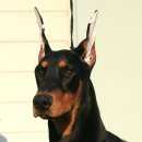 골드애견 이미지