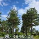 국립세종수목원 열대온실·지중해온실 관람 후기, 빅토리아 연꽃과 물병나무까지