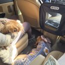 동일택시(주) 이미지