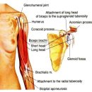 ＜키네시오＞ 상완이두근(Biceps Brachii)의 근막통증후군 이미지
