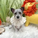 몽트라슈 이미지