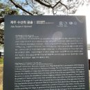 제주 수산리 곰솔 이미지