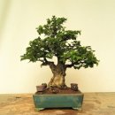 소사중학교 이미지