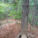 최씨 제실 옆 이미지