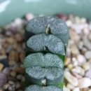 Haworthia truncata 'Snow Flakes' 이미지