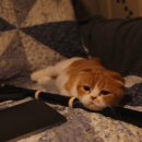 알럽에스제이 이미지