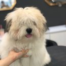 슈앤트리 이미지