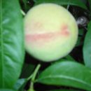 경방농장 이미지