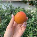 버드네농장 이미지