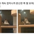 형님저예요 이미지