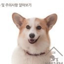 하샘펫푸드연구소 이미지